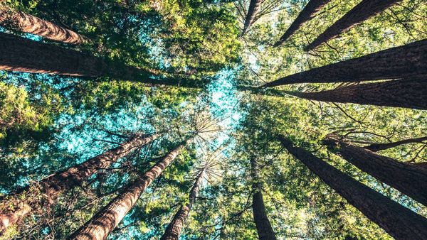 เหนื่อยมากใช่ไหม? ลองทำ Forest Bathing การชำระล้างร่างกายด้วยธรรมชาติ